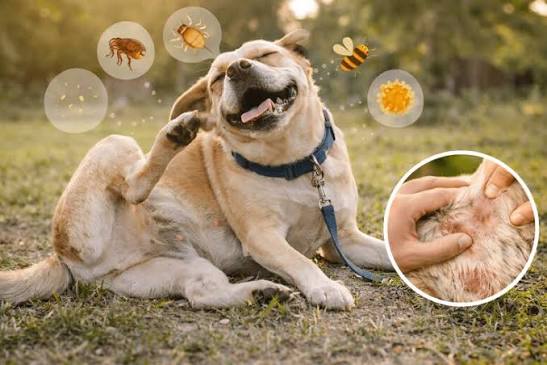 Primavera, piel y conducta: una conexión que va más allá del rascado